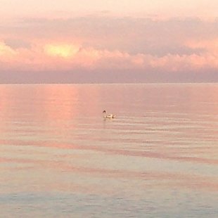 Зимние лебеди